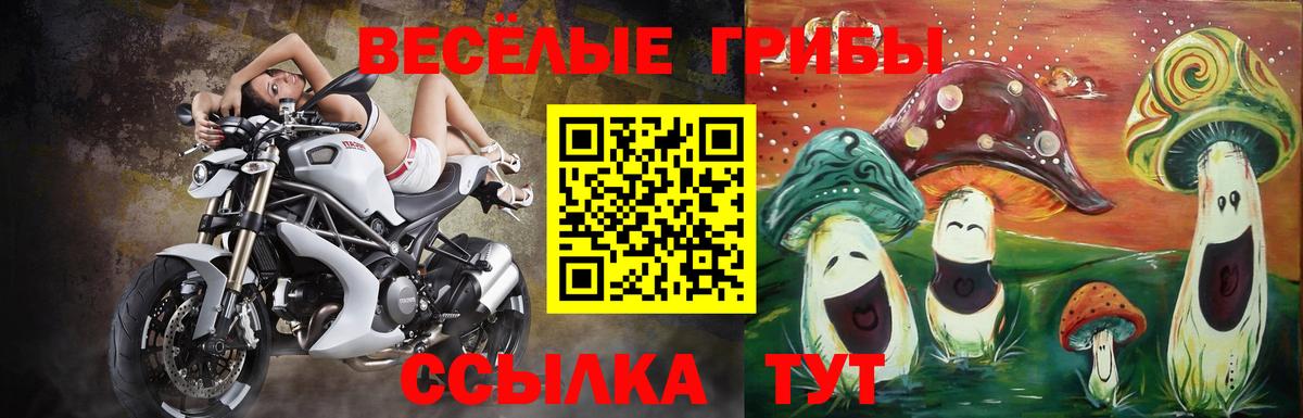 Псилоцибиновые грибы GOLDEN TEACHER Сланцы